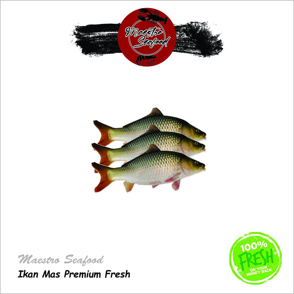 

Ikan Mas Premium Quality Fresh - 1.000 gr