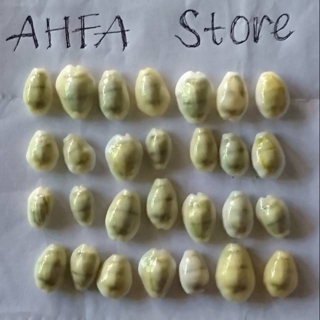 Cangkang Kerang Buli Kuning isi 100biji  Bahan Kerajinan Tangan