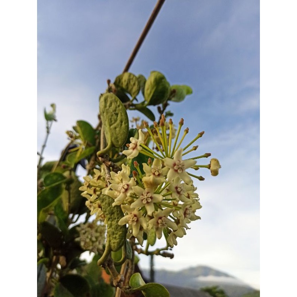 Tanaman Rambat Hoya Wangi