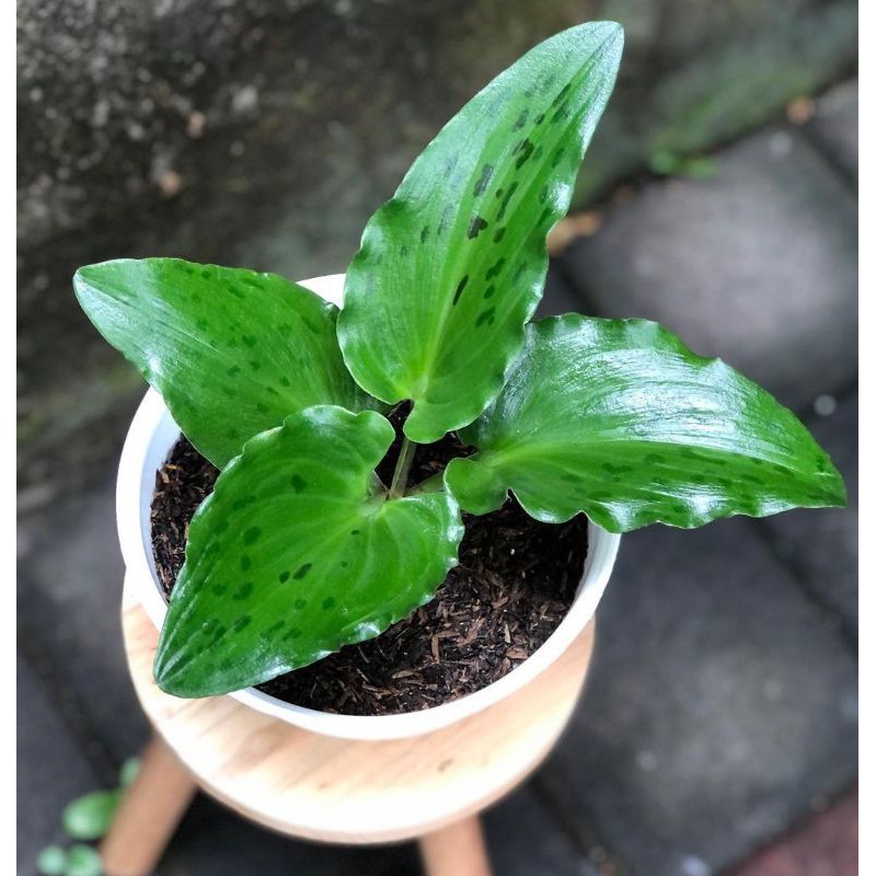 tanaman hias caladium katak - tanaman hias keladi tikus - keladi tikus