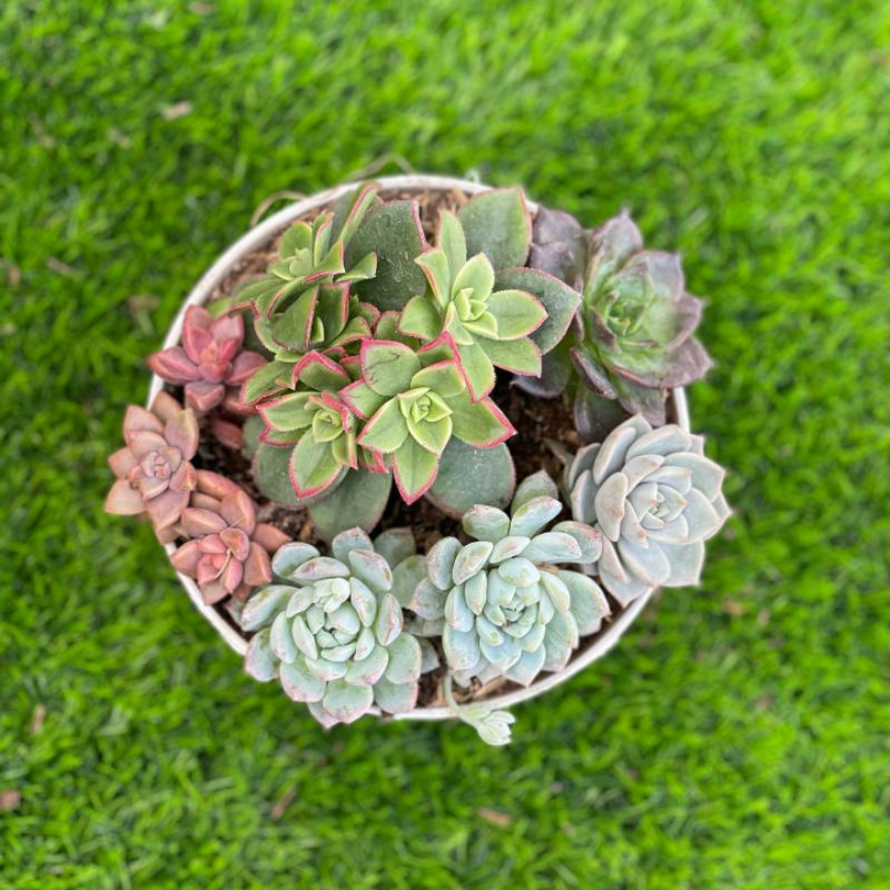 Paket Mini Garden Sululen Warna-Warni