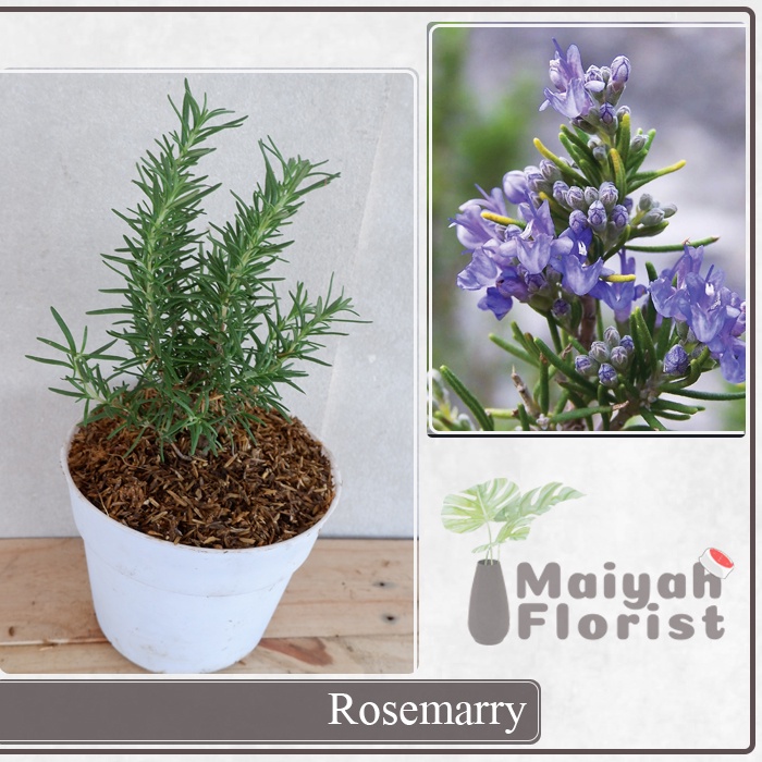 Rosemary - Pengusir Nyamuk - Bumbu Masakan - Rosemari