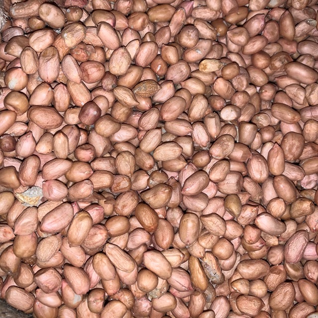 

Kacang tanah