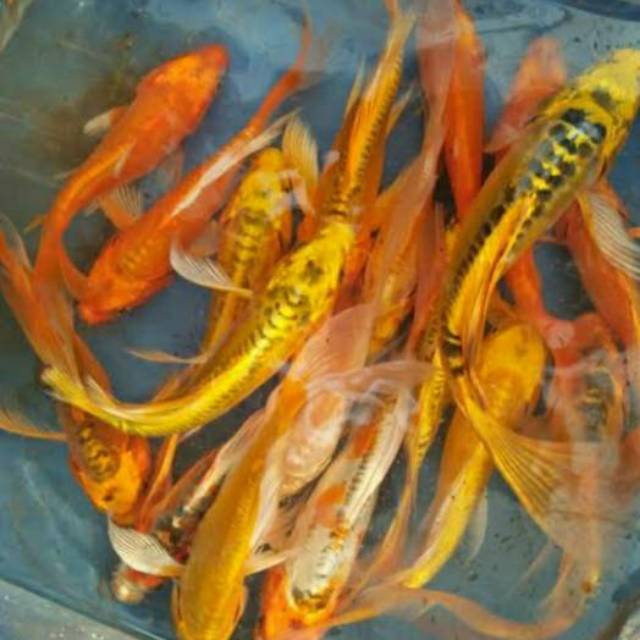Ikan Koi Sukabumi Ukuran M (13 Cm)