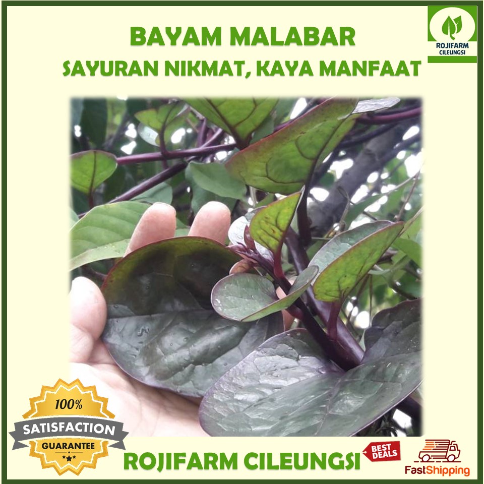 

Bayam Malabar Segar 100gr