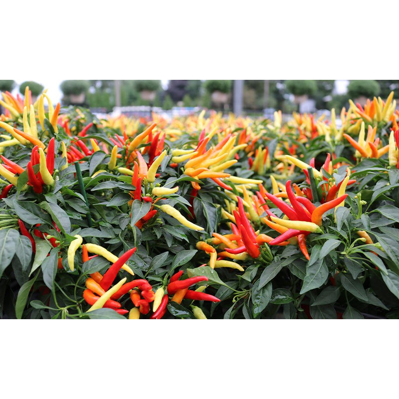 Benih Bibit Biji - Cabai Red Medusa Head Pepper - IMPORT