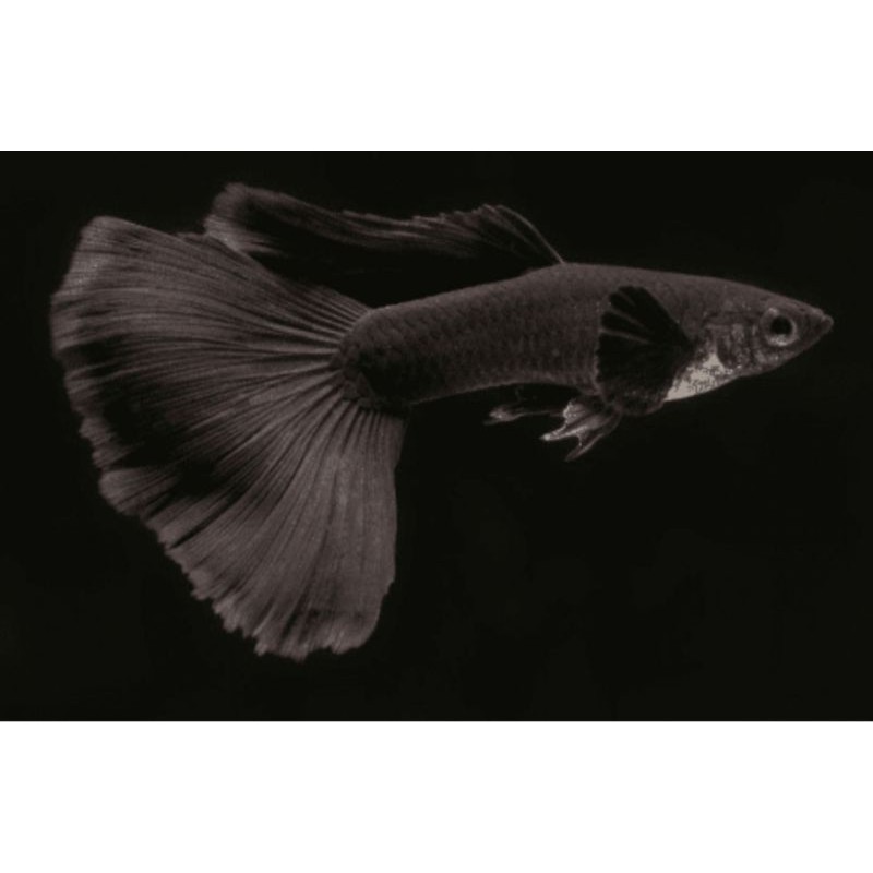 

ikan guppy black moscow 1 pasang