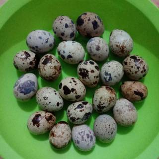 

telur puyuh 250 gram