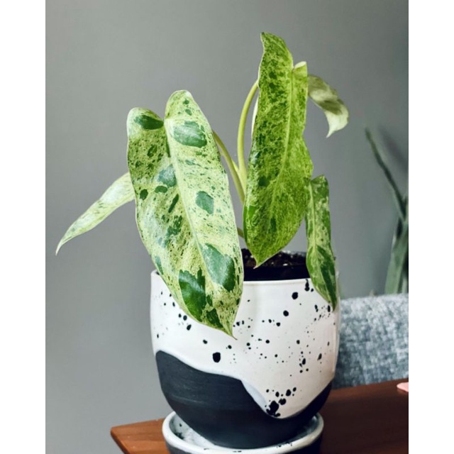 tanaman hias - tanaman philodendron paraiso verde - philo paraiso verde