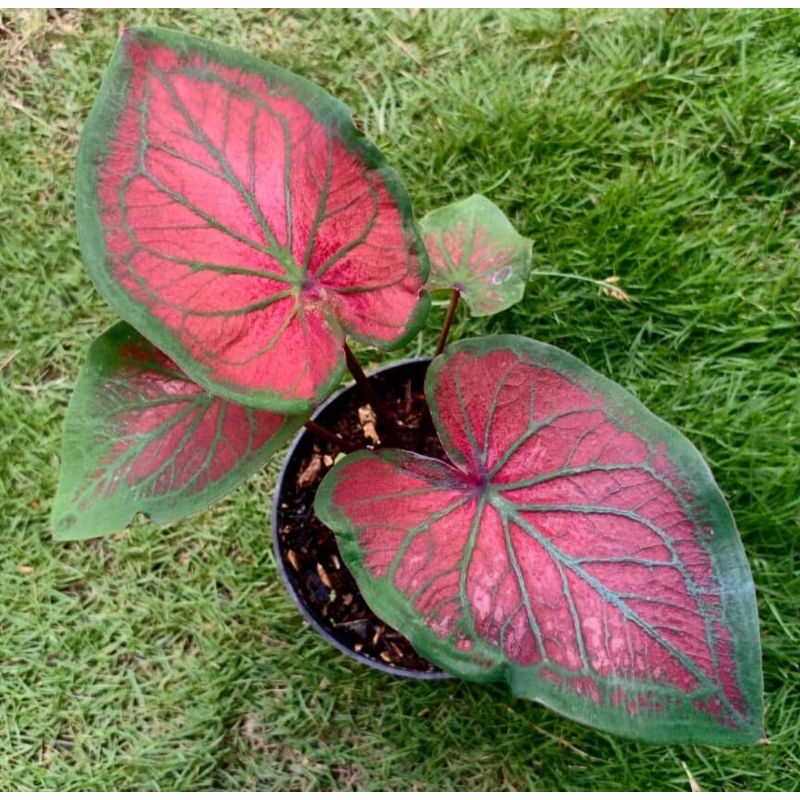 COD TANAMAN HIAS CALADIUM TAMBUNA / KELADI TAMBUNA BIBIT