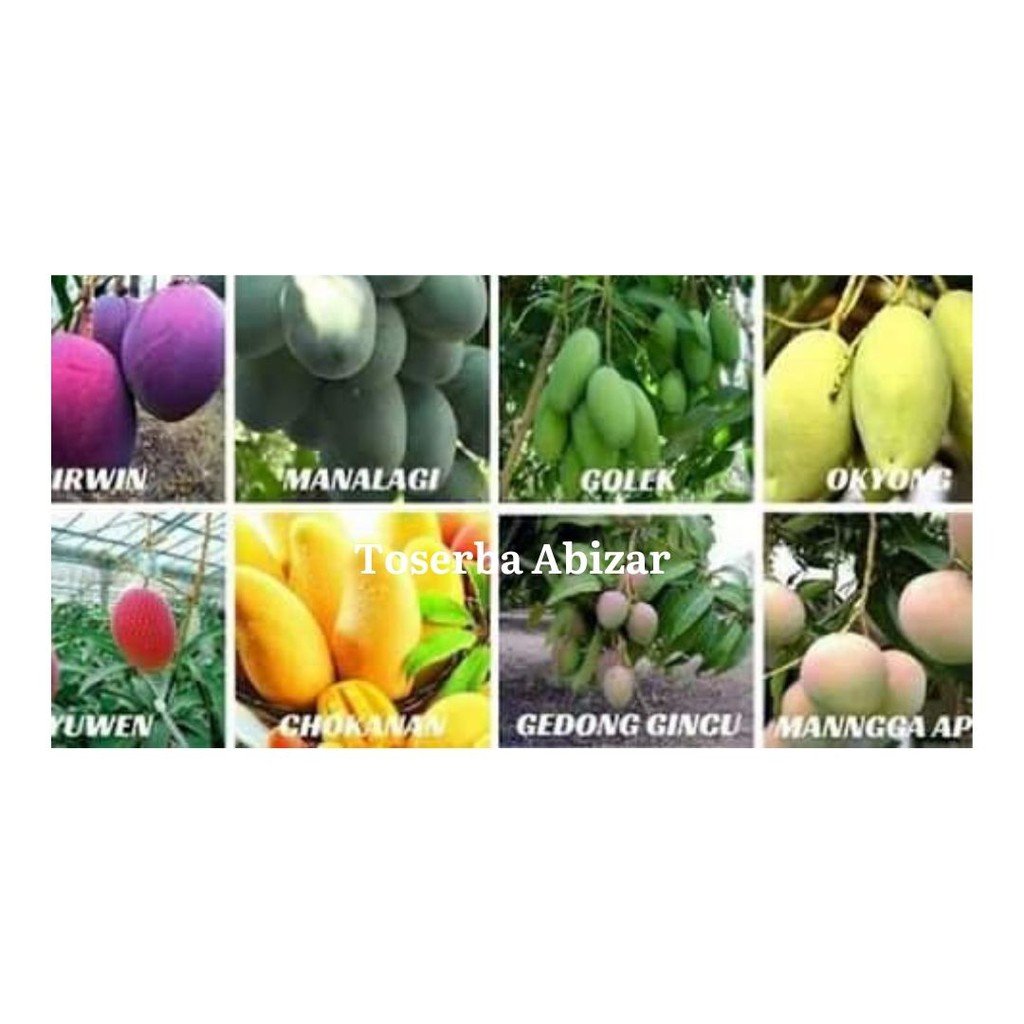 Bibit Buah Tanaman Buah Bibit Buah Berkualitas Bibit Buah Unggul Bibit Unggul Bibit Buah Mangga