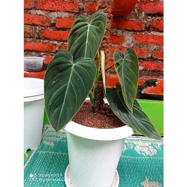 Philodendron Melanochrysum Narrow Form