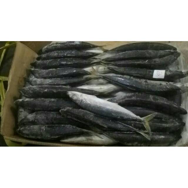 

Ikan layang beku muroaji frozen fish
