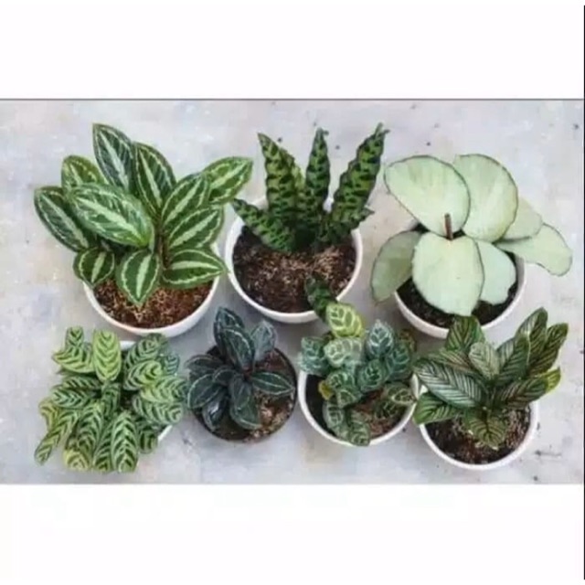 PROMOpaket 7 tanaman hias calathea/jenis calathea