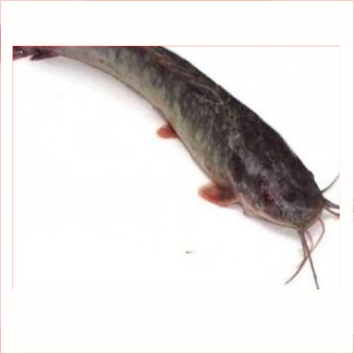 

kan Lele Konsumsi 1Kg | kan Segar | | Pasar Induk Pekanbaru #Harga_Grosir