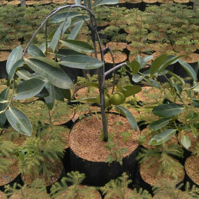 Bibit buah black sapote kondisi berbuah