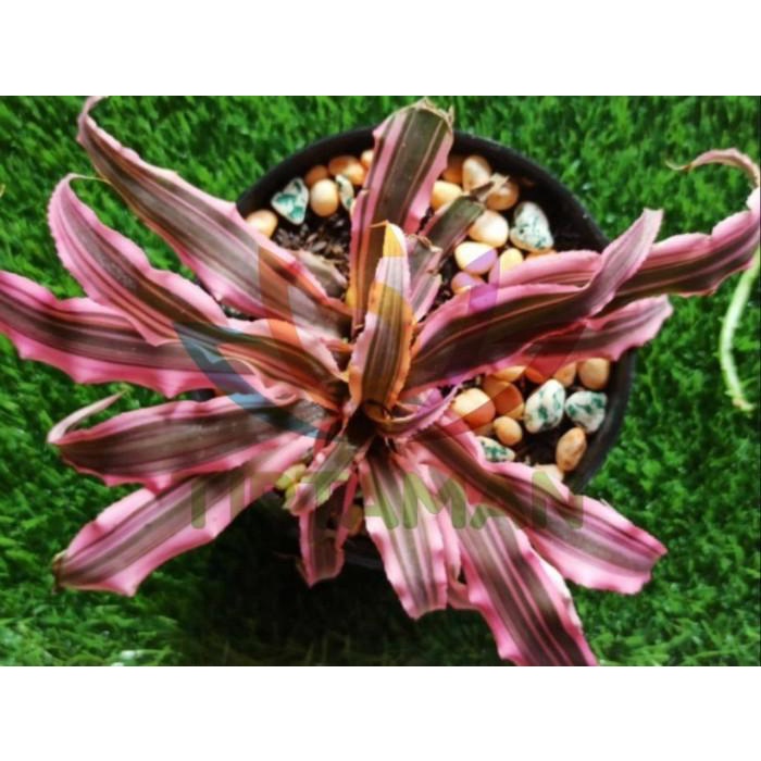Dracaena Pink (Cryptocoryne Flamingo)
