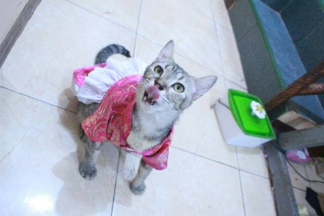 Dress chongsam shanghai imlek 2020 lucu untuk kucing dan anjing size S M L XL