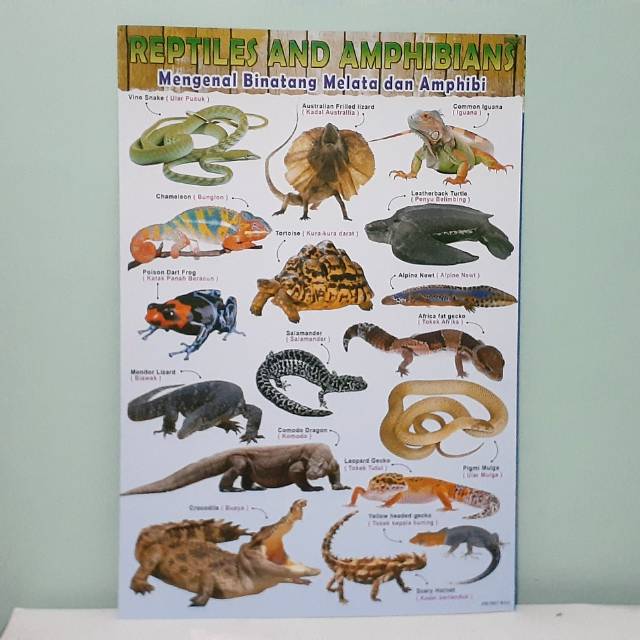 Poster Reptil - Gambar Reptile