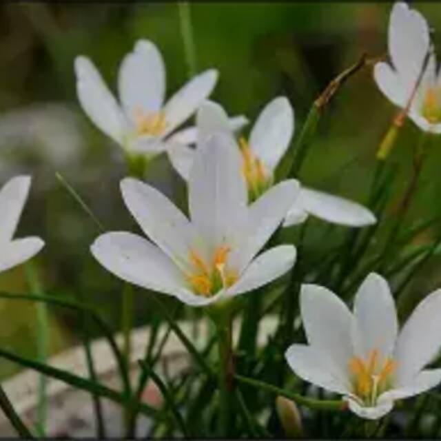 Umbi bunga Rain Lily white