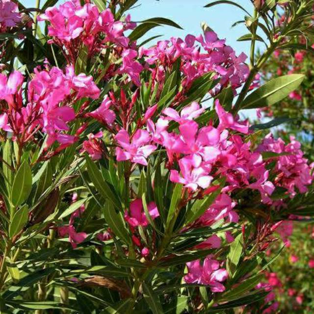 Bibit Tanaman Hias Bunga Jepun Pink/Oleander/Oleandra/Bunga Mentega