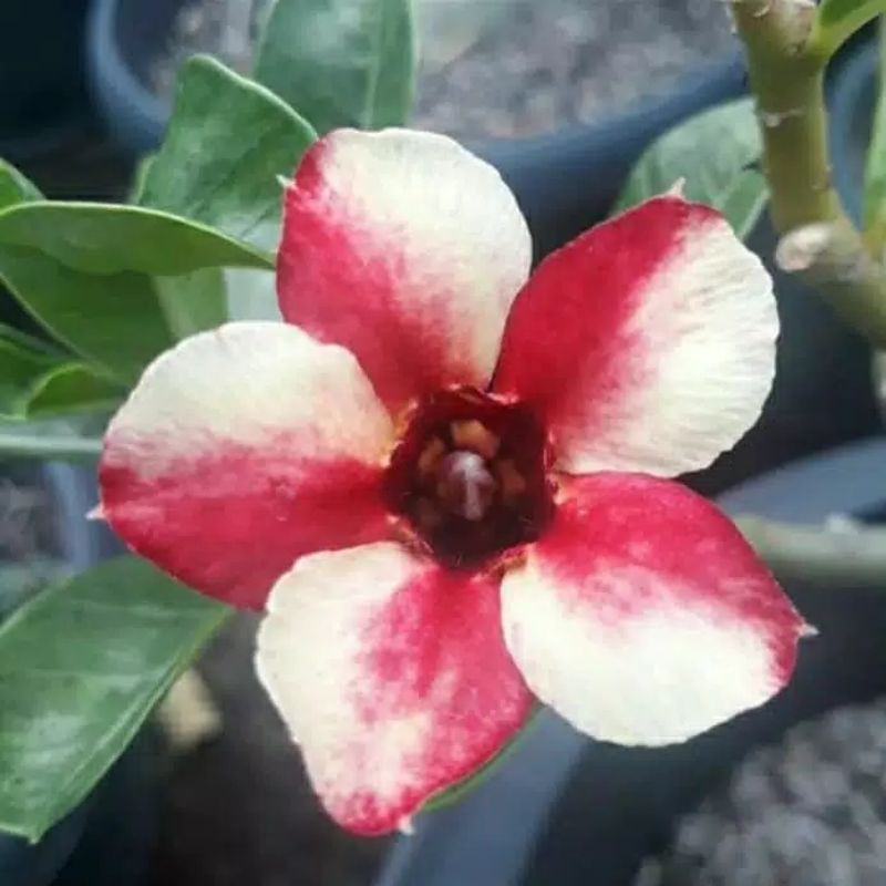 

Kamboja adenium lolipop (bibit)