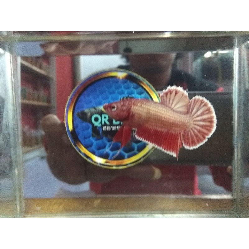 ikan cupang Red Rose Gold