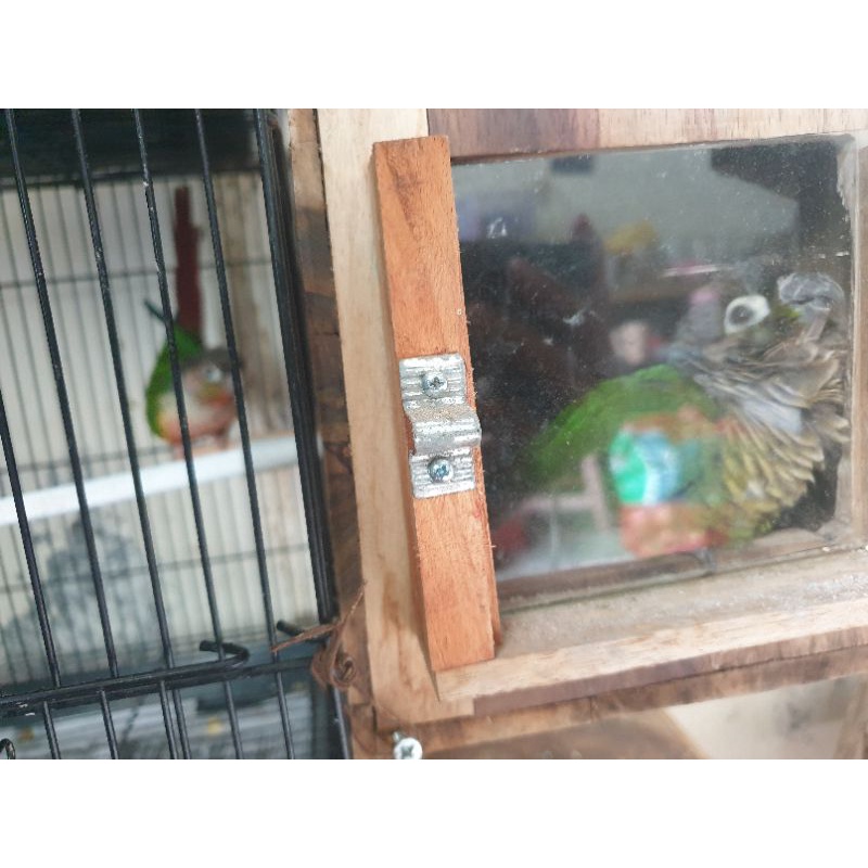Green Check Conure / GCC Jantan