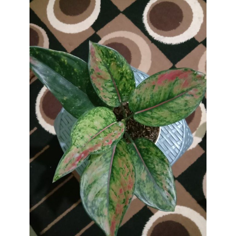 

aglonema paket murah isi 4 jenis