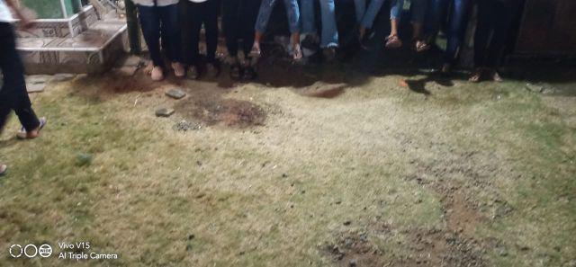 Tanaman Hias Bougenville Singapur Varigata Sudah Berakar. Bogenvile