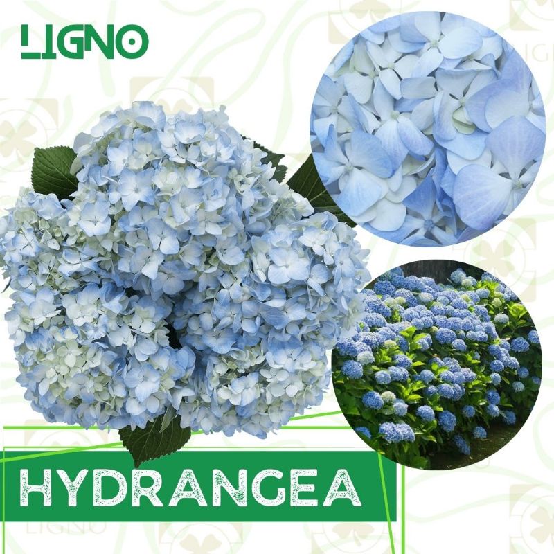 Benih HYDRANGEA BLUE - Biji Bibit Bunga Bokor