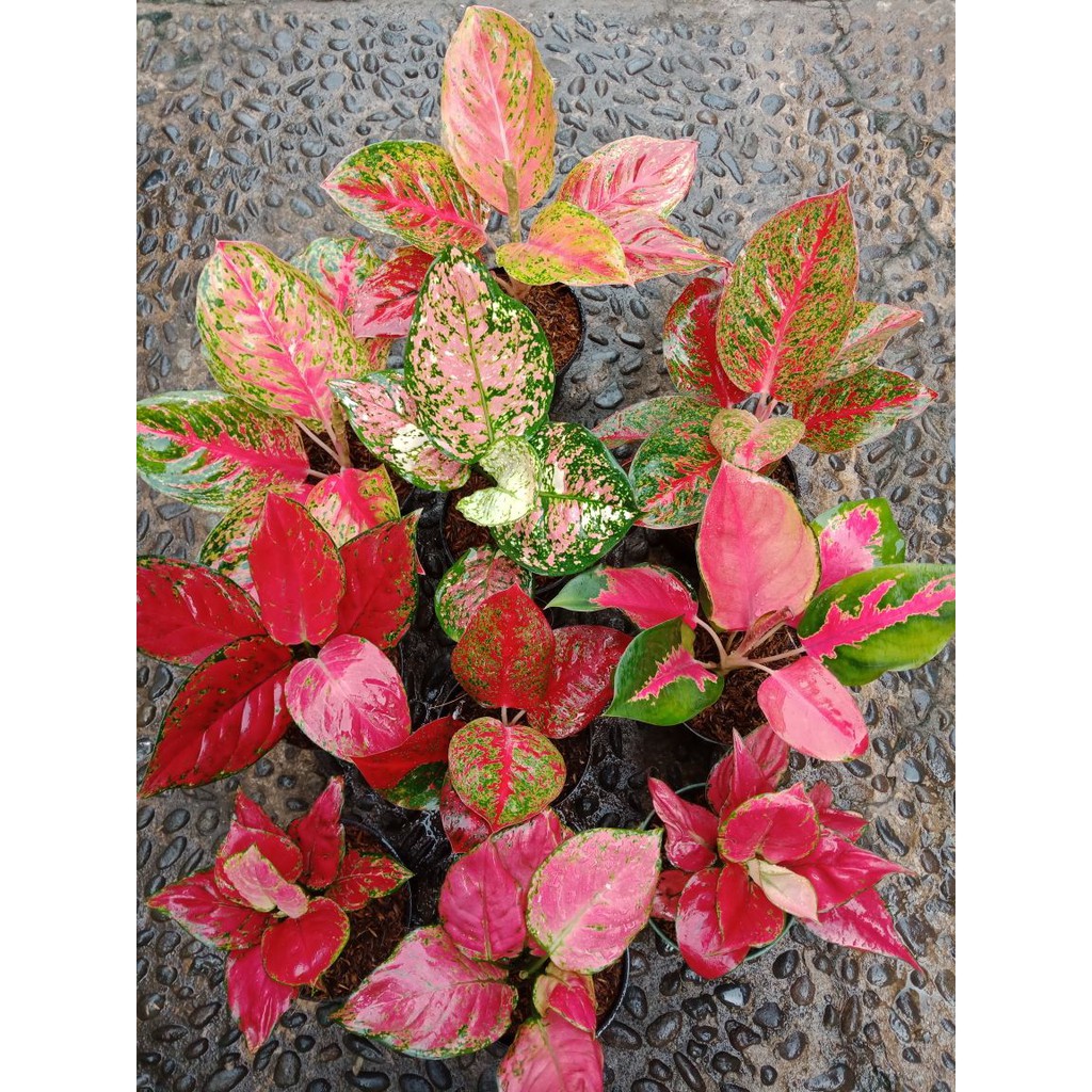 PROMO PAKET 10 - Striptease, Rindu, dll ( Tanaman Hias Aglaonema / Aglonema )