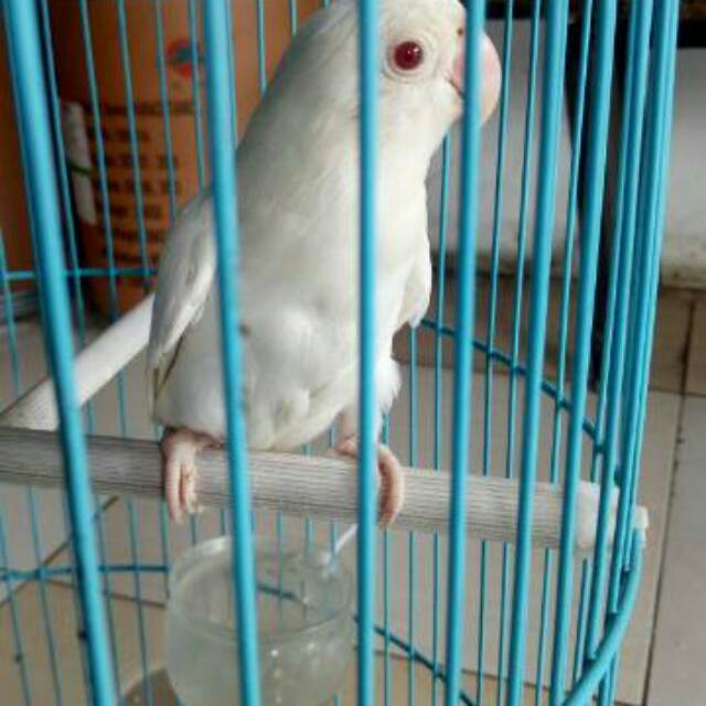 Lovebird ALBINO MATA MERAH