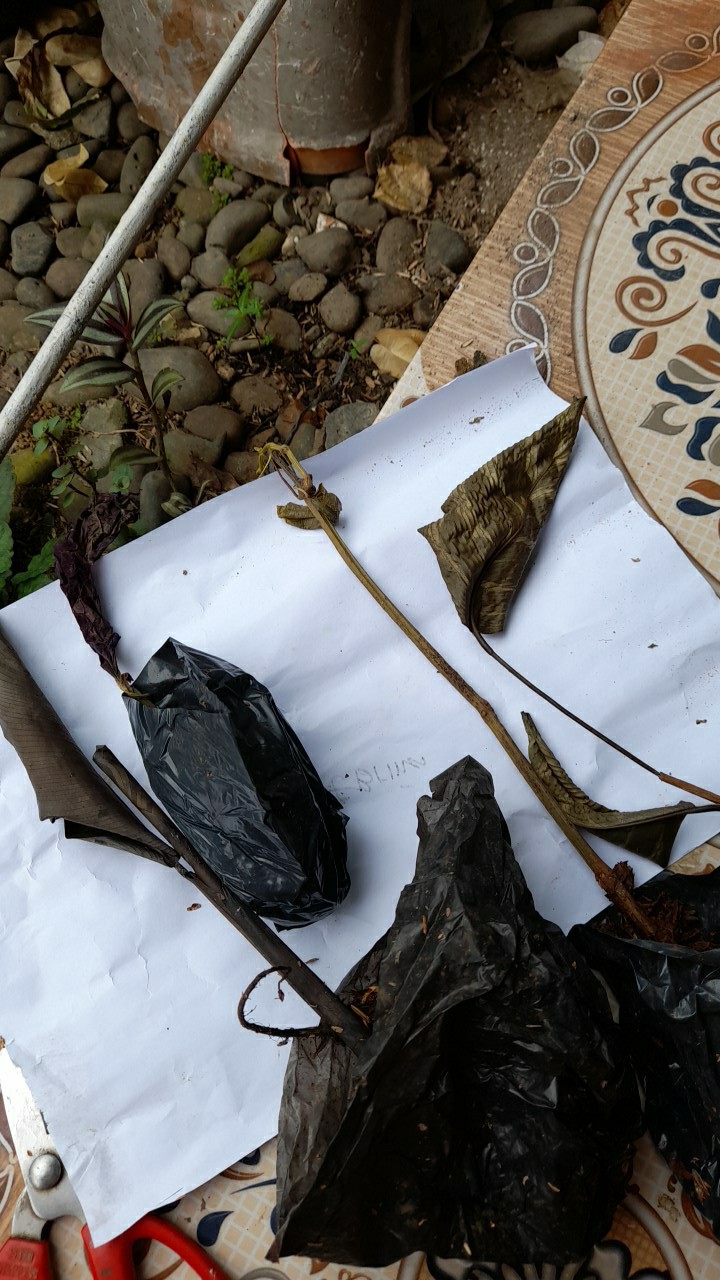 Tanaman Sirih Keraton Tanaman Rambat