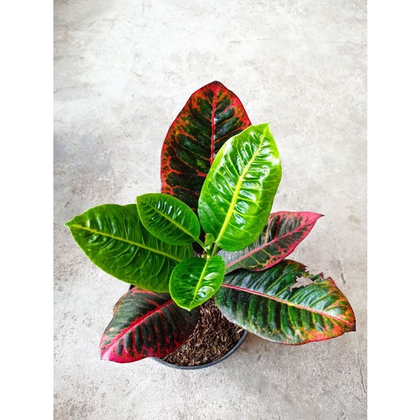 bibit tanaman hias bunga puring black moonlight sambungan