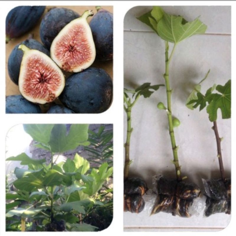 bibit cangkok buah tin fig Ara jenis black mission