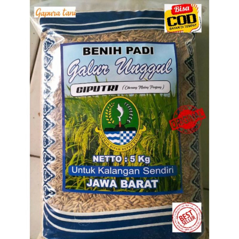 Benih Padi Galur Unggul CIPUTRI(ciherang malai panjang)