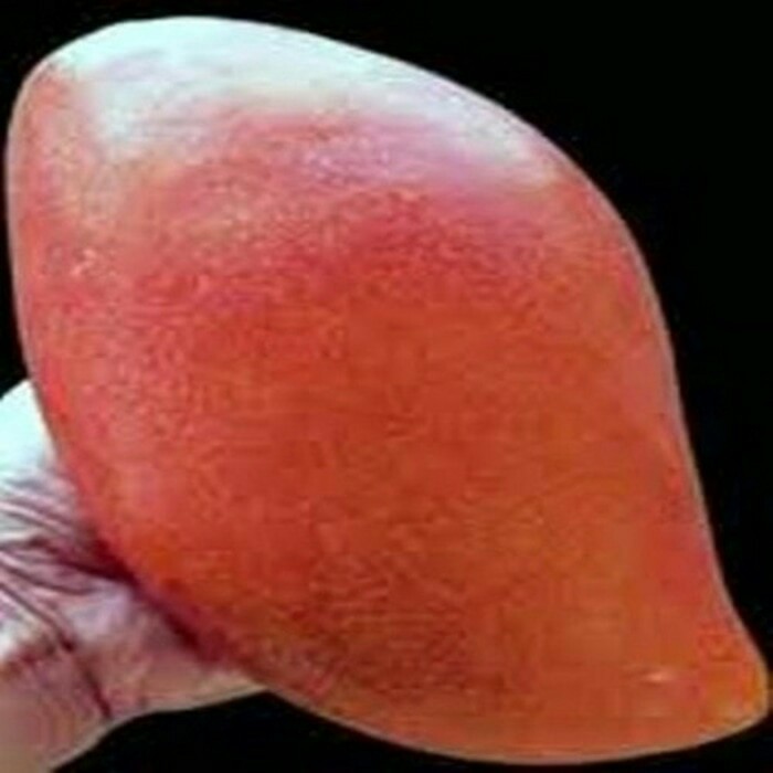 

bibit tanaman buah mangga yuen unggul