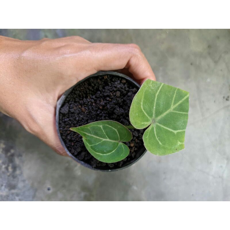 anthurium forgetii hybrid
