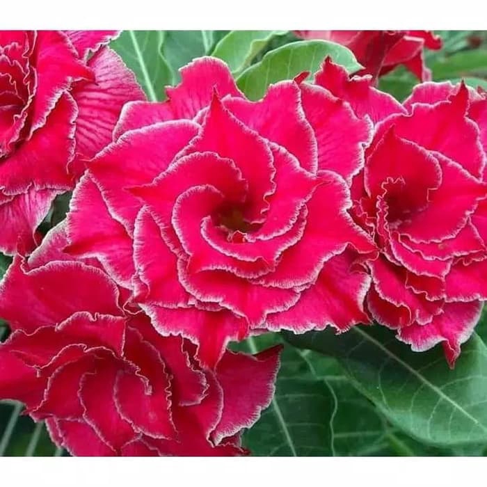 

NEW!! bibit bunga Kamboja adenium Jepang (ENTRANCING)