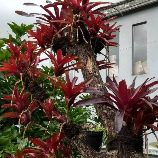 Tanaman hias bromelia merah dewasa / bromeliad fireball pohon hidup
