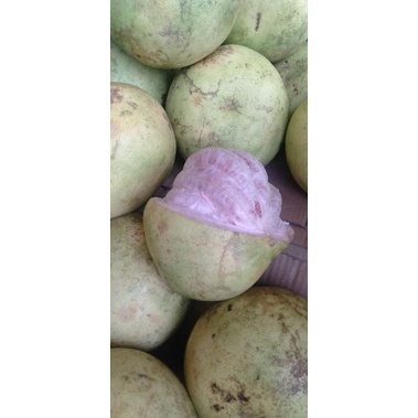 

Buah Jeruk Besar Bali minim order 2x @satuan