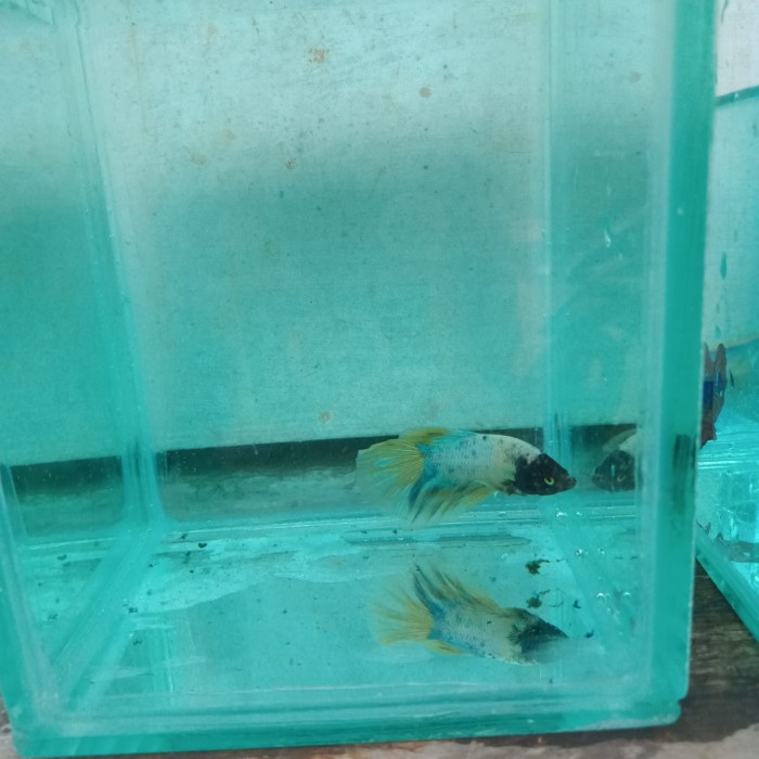 jual ikan cupang fancy yellow topeng