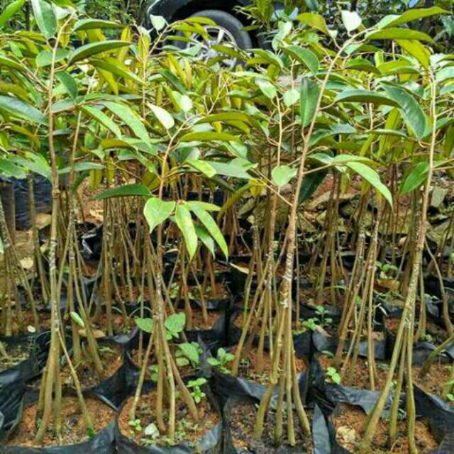 Bibit tanaman Durian Durii Hitam kaki 3 - tinggi 1 meter