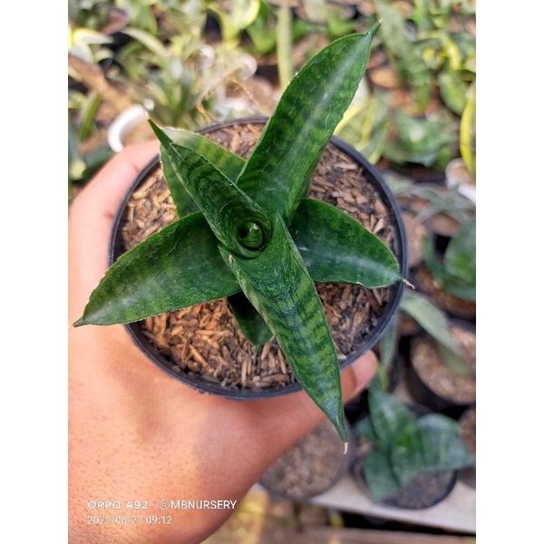 sansevieria Marsha Anjani hijau