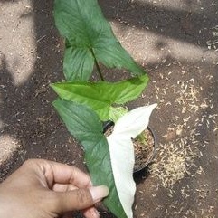 syngonium variegata, tanaman variegata syngonium, tanaman hias variegata