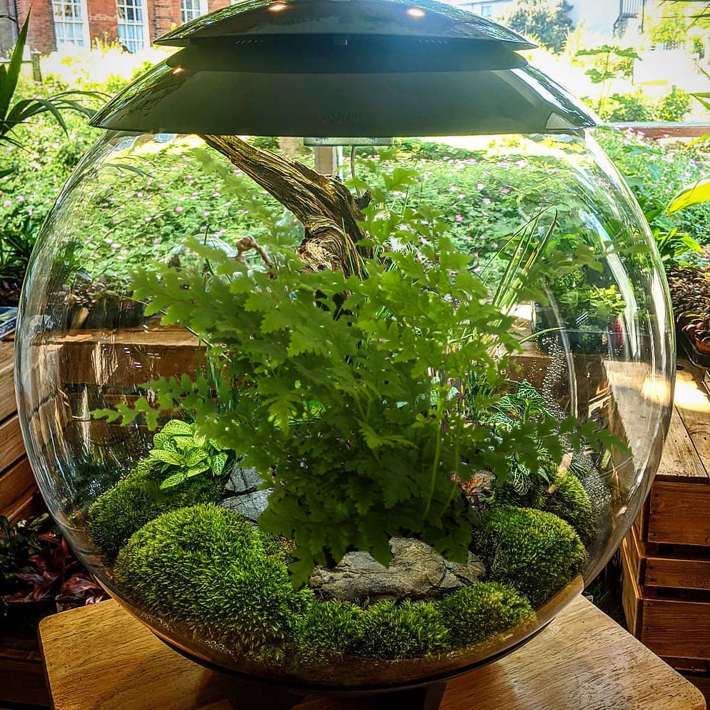 Tanaman hias Pakis rumohra adiantiformis | Cocok untuk tanaman terarium dan bisa hidup di air