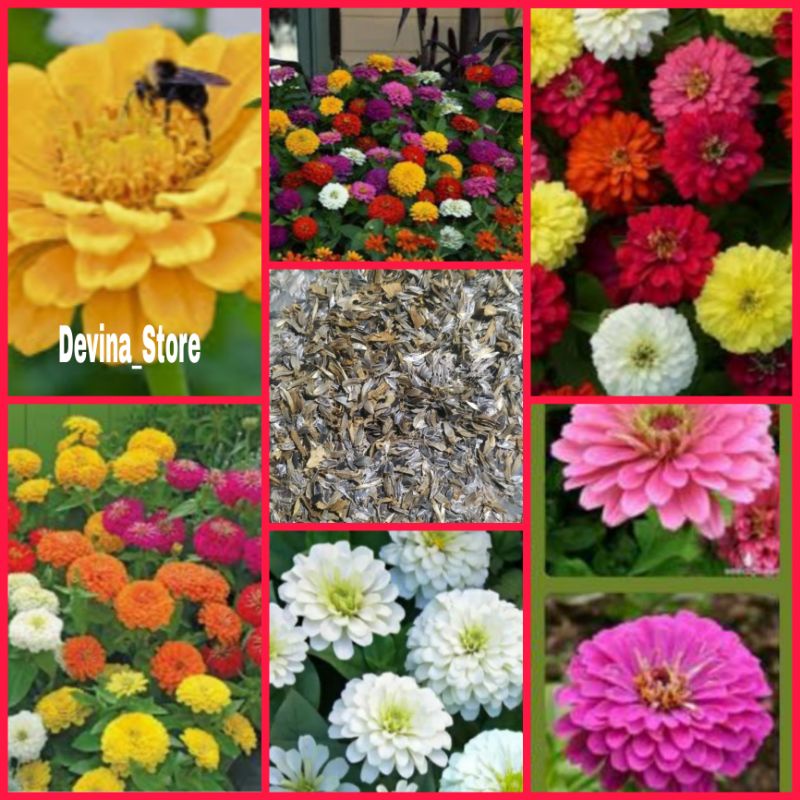 

Biji bunga Zinnia pom Mix