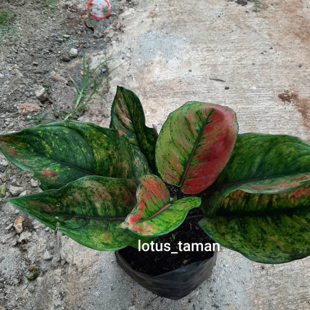 AGLONEMA HENG HENG-tanaman aglonema heng heng