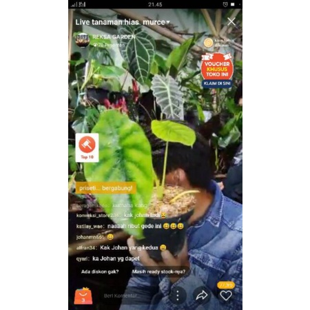 naman hias live alocasia cuprea hijau